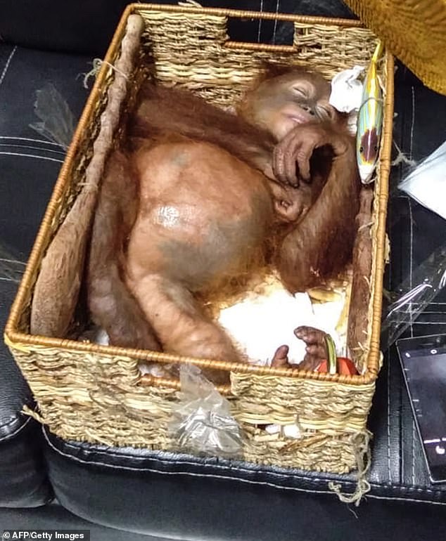 Orangutan dalam kondisi dibius ditemukan di dalam keranjang rotan dalam koper turis Rusia (AFP/Getty Images)