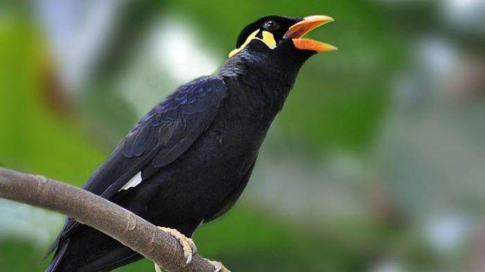 Burung Beo (Sriwijaya Post)