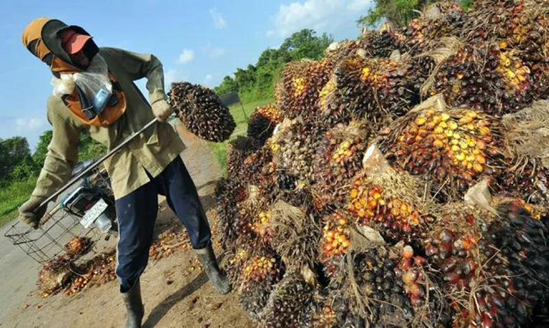 Petani sawit Indonesia (Foto: CNN)