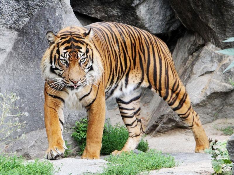 Ilustrasi harimau. Jambi, harimau Sumatera tertua di dunia yang ditemukan tewas di Kebun Binatang Edinburg (guernseypress)