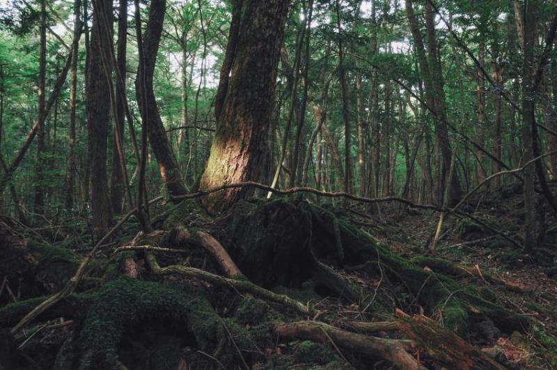 Salah satu sudut Hutan Aokigahara (Japan Today)