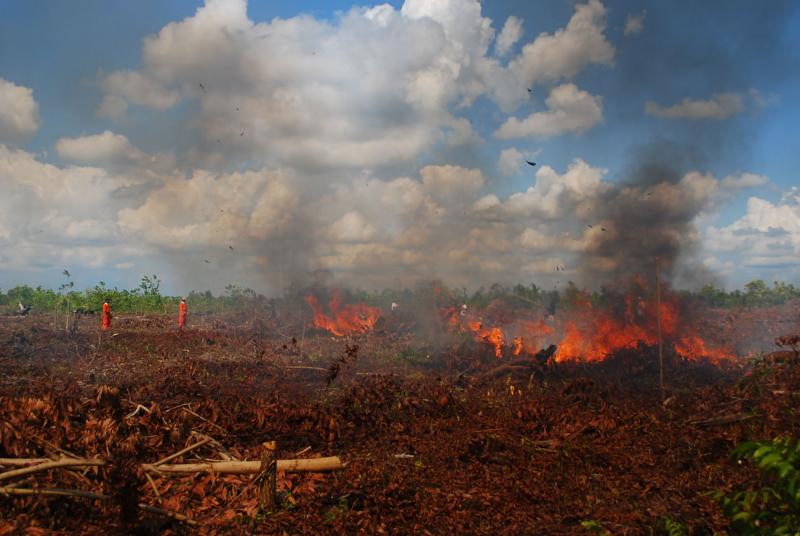 Mahkamah Agung (MA) menolak permohonan kasasi yang diajukan Presiden Joko Widodo dkk dalam kasus kebakaran hutan di Kalimantan, Selasa (16/7). (Foto: WWF Indonesia)