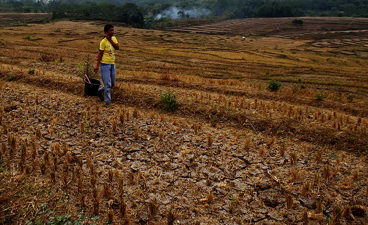 Ratusan Kektar sawah di Kampung Rawa Bogo Desa Wening Galih, Kabupaten Bogor gagal panen karen kekeringan dan tidak adanya pasokan air. Robinsar Nainggolan