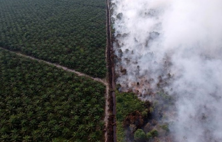 Ilustrasi kebakaran hutan dan lahan. (Foto: Reuters)