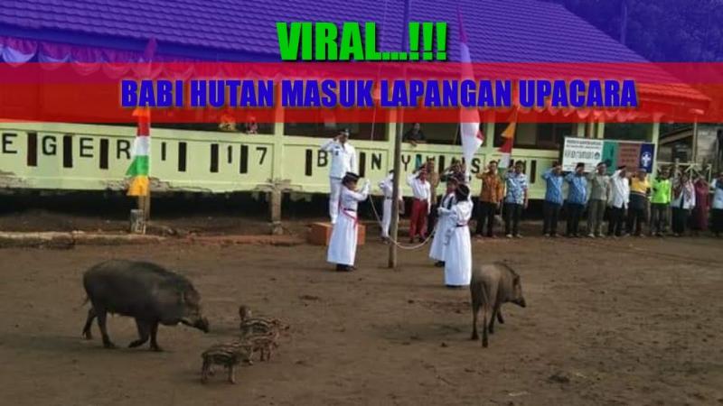 Babi liar masuk lapangan saat upacara kemerdekaan sedang berlangsung di SDN 17 Dusun Sembilang. (Foto: YouTube)