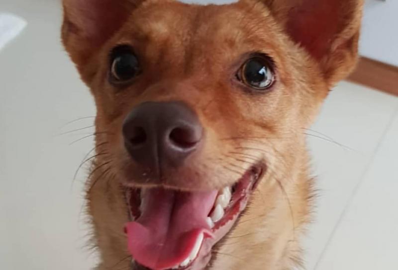 Anjing Beedo Yang Ditembak Di Citra Raya 13 Agustus 2019 Silam (suaranusantara.com)