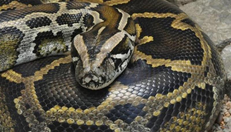 Ilustrasi pelemparan ular piton ke asrama mahasiswa Papua (faktualnews.co)