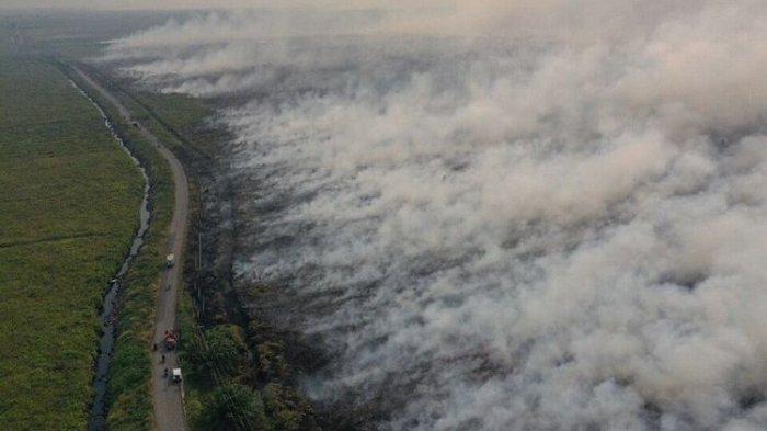 Para Cukong Lahan Dituding Penyebab Kebakaran Hutan di Sumatera dan Kalimantan  (Tribunnews)