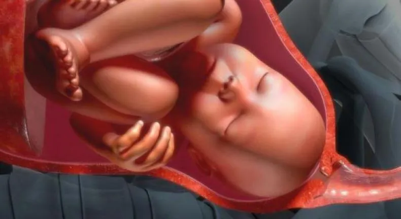 Ilustrasi Plasenta Bayi