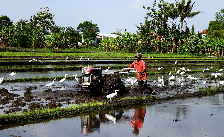 saat ini membajak sawah tidak lagi menggunakan kerbau tapi menggunakan traktor seperti terlihat di Desa Padokan, Tirtonirmolo, Kasihan Bantul Daerah Istimewa Yogyakarta. Robinsar Nainggolan