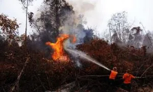 Bareskrim Tetapkan 196 Orang dan 4 Korporasi Terkait Karhutla 