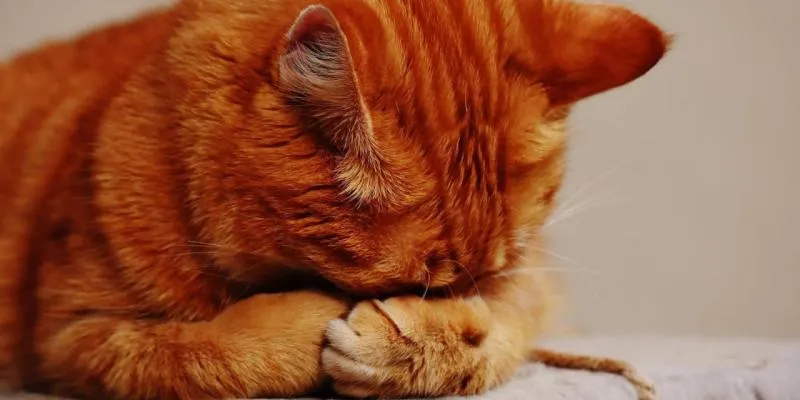 Kucing (harianindo.com)