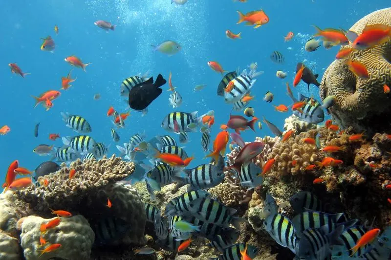Informasi kekayaan bawah laut Indonesia masih minim (ist)