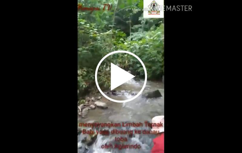 Screenshot Video Penemuan Pembuangan Limbah Ternak Babi ke Danau Toba. (lassernewstoday.com)