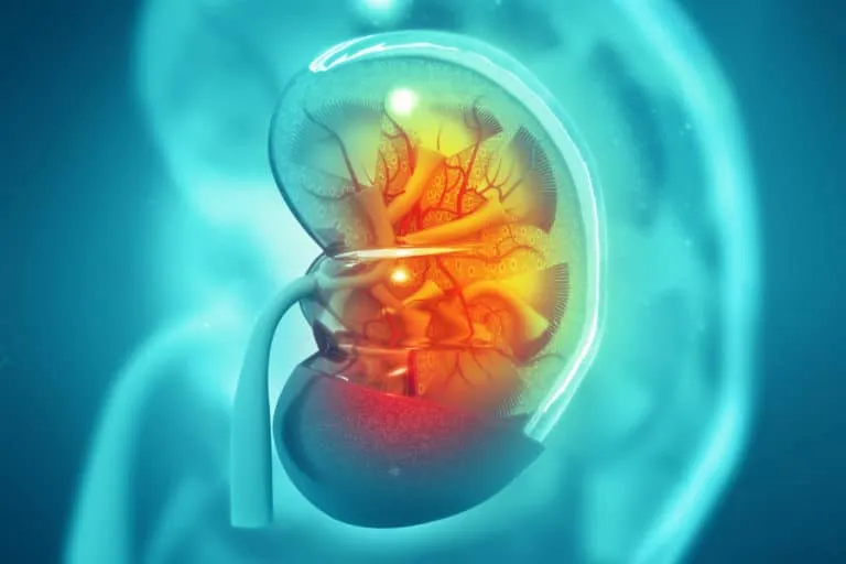 Dengan memperhatikan tekanan darah dapat mencegah penyakit ginjal kronis (Foto:Shutterstock.com)