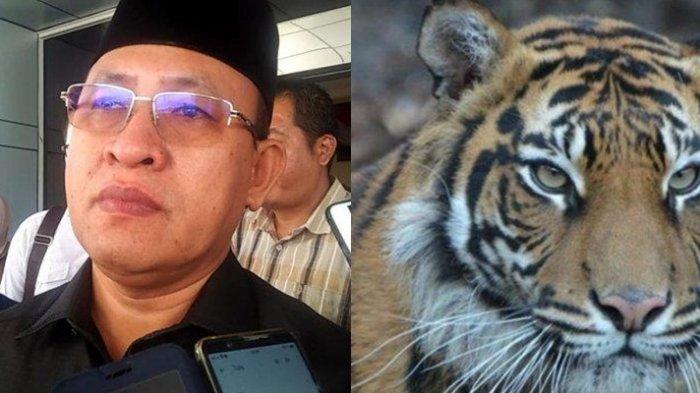 Pelaksana Tugas Bupati Muaraenim, Juarsah SH Perintahkan Tangkap Harimau Hidup atau Mati. (Tribunnews)