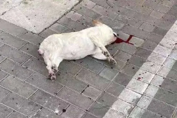 Ilustrasi teror dengan anjing. Konteks foto: Seekor anjing mati setelah dilempar dari sebuah apartemen di China karena muncul ketakutan binatang tersebut dapat menularkan virus Corona Wuhan. (Sindonews)