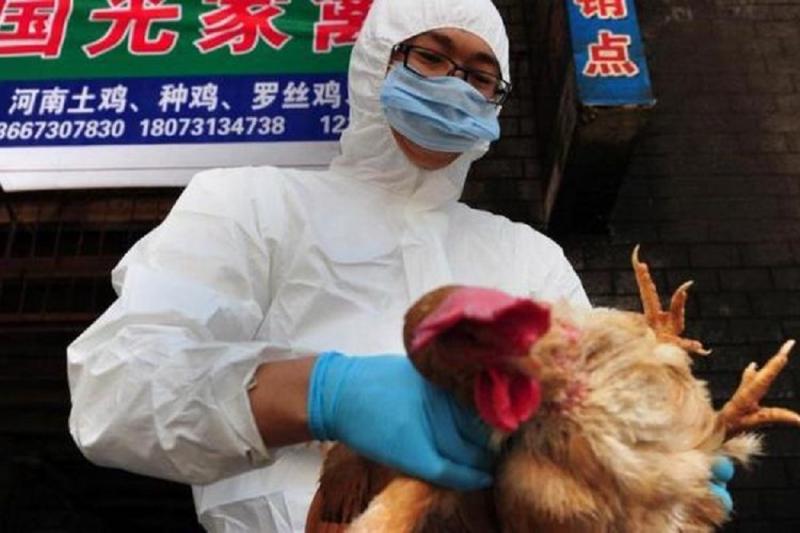 Dalam foto ini terlihat seorang petugas dari Pusat Pengendalian dan Pencegahan Penyakit Hewan di Changsa, Provinsi Hunan, China, tengah memeriksa seekor ayam dalam rangka mencegah penyebaran flu burung. (STR / AFP) (Kompas.com)