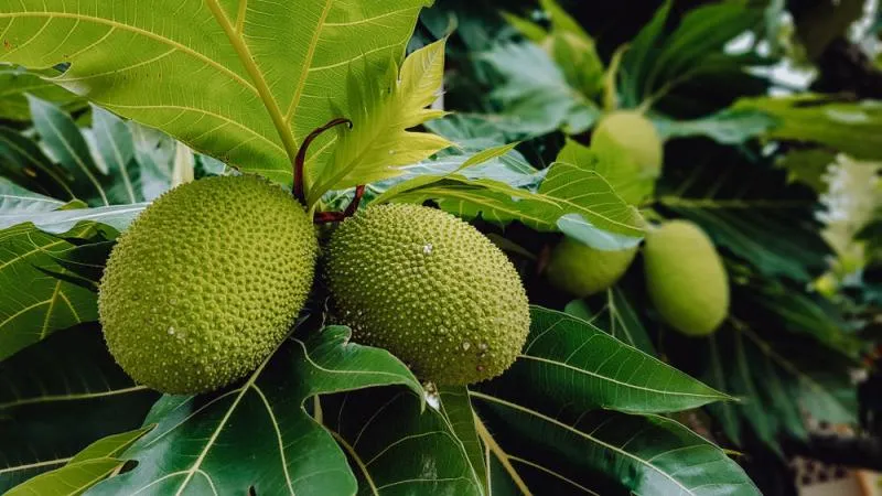 Buah sukun (Hello Sehat)