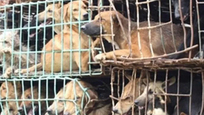 Ilustrasi anjing(Tribunnews)