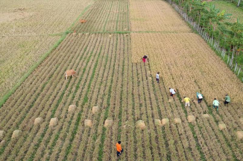 Sejumlah pekerja memanen padi di area persawahan Desa Hutabohu, Kabupaten Gorontalo, Gorontalo/ Foto :Antara