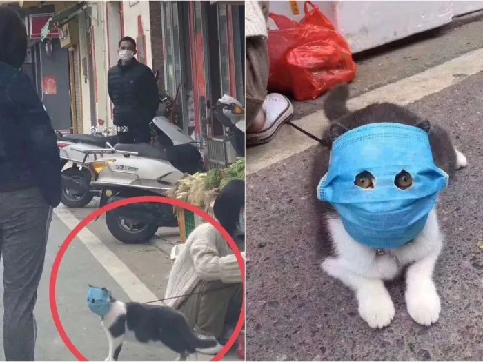 Kucing Masker Sangat Peka, Begini Cara Agar Kucing Tak Tertular Corona