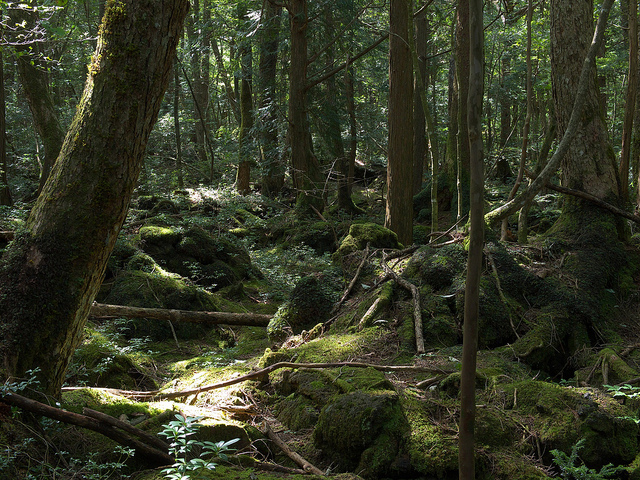 Hutan Aokigahara tempat orang bunuh diri di Jepang (Aokigahara.com)