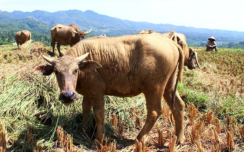 Ilustrasi Sapi (Robinsar Nainggolan/Law-Justice)