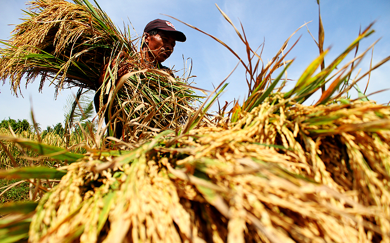 Petani Hanya Untung Lima Ratus Ribu Rupiah Setahun