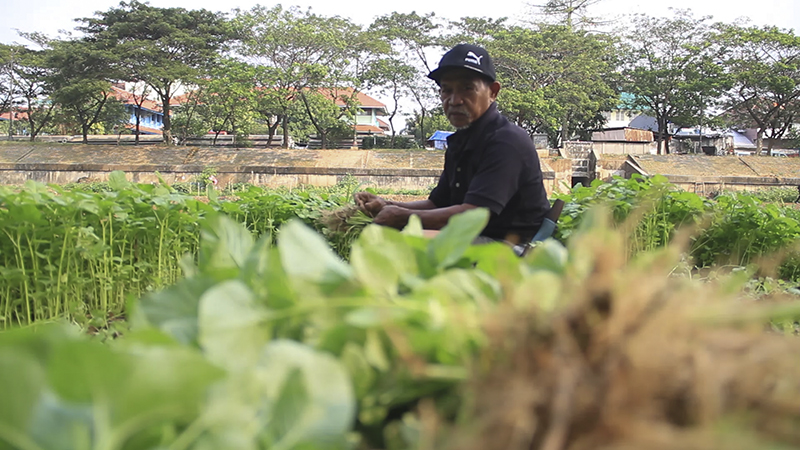 Memanen sayuran bayam di bantaran kali Kanal Banjir Timur, Jakarta Timur, Sabtu (25/07). Ulin Nuha/law-justice.co