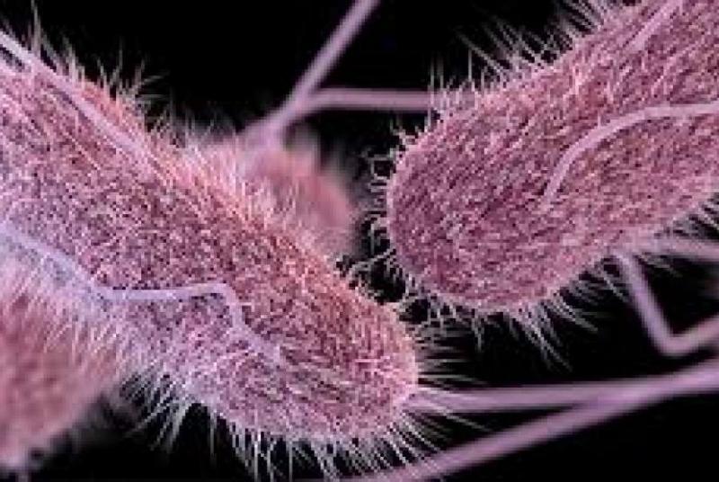 Bakteri Salmonella (Foto:Ars Technica)