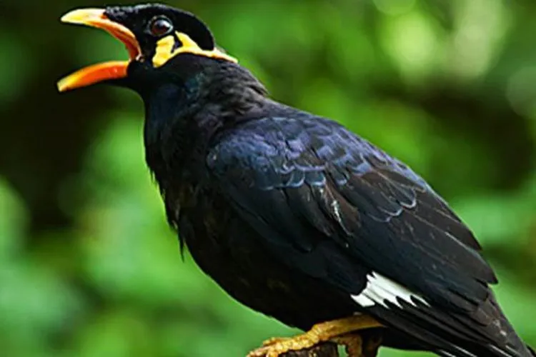 Burung beo (kompas)