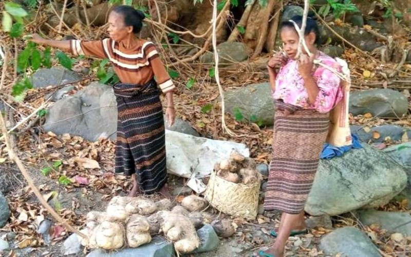Warga Desa Done, Sikka mengumpulkan ubi beracun/Ondo. (Foto : Ebed de Rosary/Mongabay Indonesia)