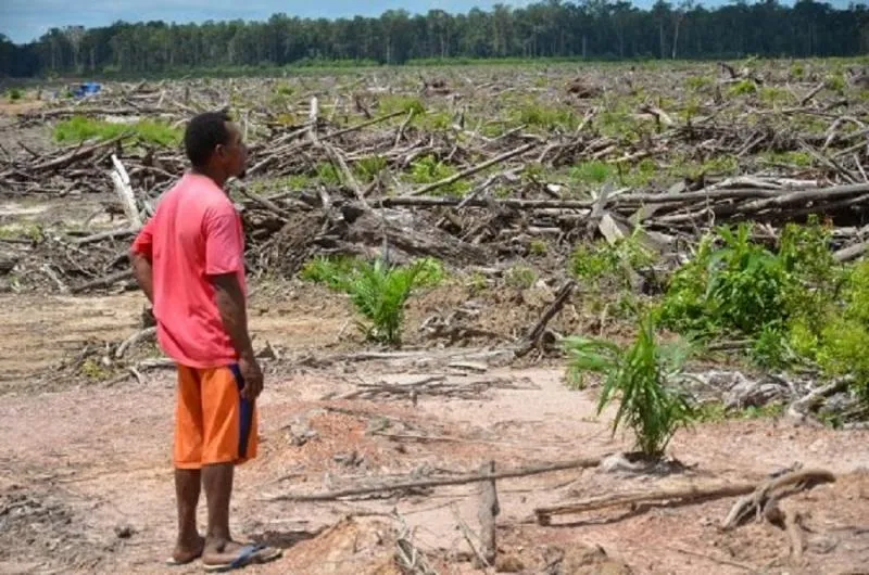 Gagalnya proyek MIFEE (Merauke Integrated Food and Energy Estate) menyisakan kerusakan alam dan kerugian negara (Foto:faperta.ugm.ac.id)