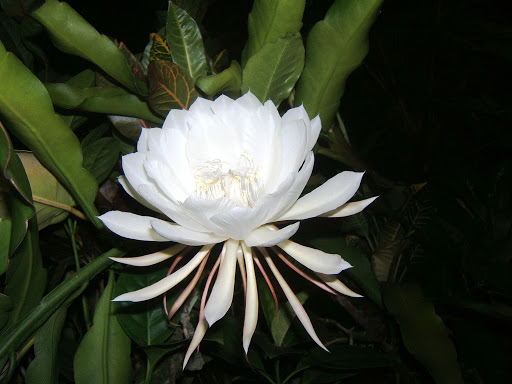 Kadupul Flower, bunga termahal di dunia dengan harga ratusan miliar rupiah (webjazba)