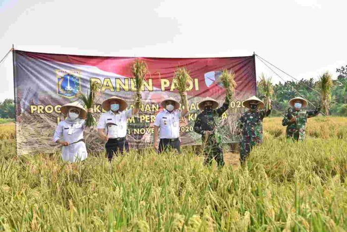 Gubernur DKI Anies Baswedan dan TNI panen padi 