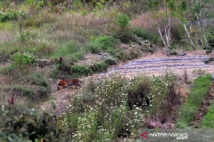 Seekor harimau sumatera (Panthera tigris sumatrae) berada di ladang warga di Nagari Simpang Tanjung Nan Ampek, Kecamatan Danau Kembar, Kabupaten Solok, Sumatera Barat, Kamis (3/12/2020). Foto: Antara