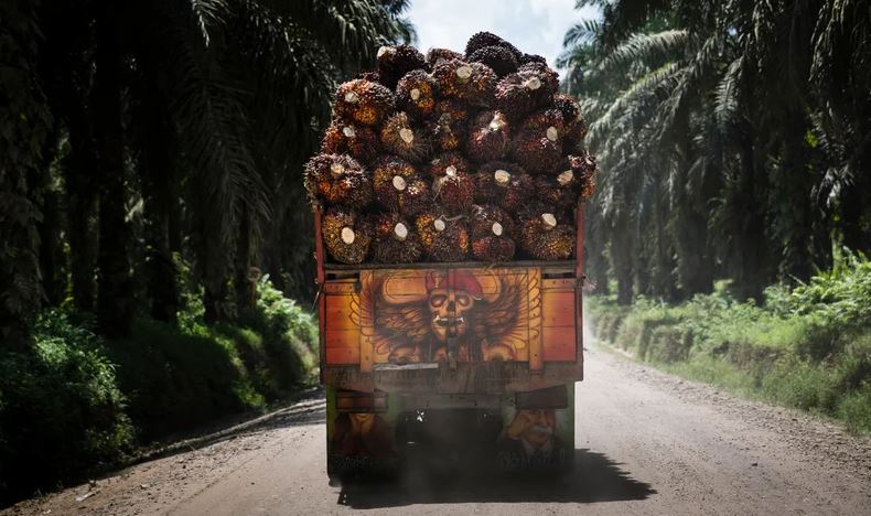 Pengangkutan tandan kelapa sawit (Foto: Greenpeace)