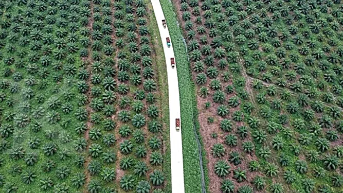 Kebun sawit di PTPN V (Foto: Antara/ Wahdi Septiawan)