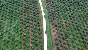 Singapura Sita Rp1,9 T Dana Anak Konglomerat Sawit RI