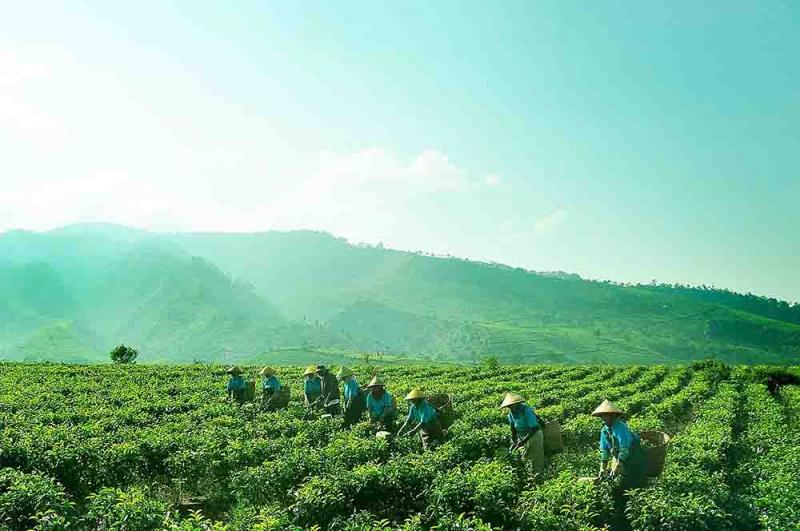 Lahan perkebunan teh milik holding perkebunan nusantara (Foto:PTPN VIII)