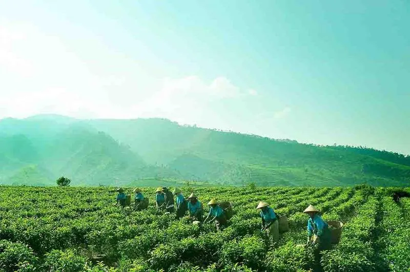 Lahan perkebunan teh milik holding perkebunan nusantara (Foto:PTPN VIII)
