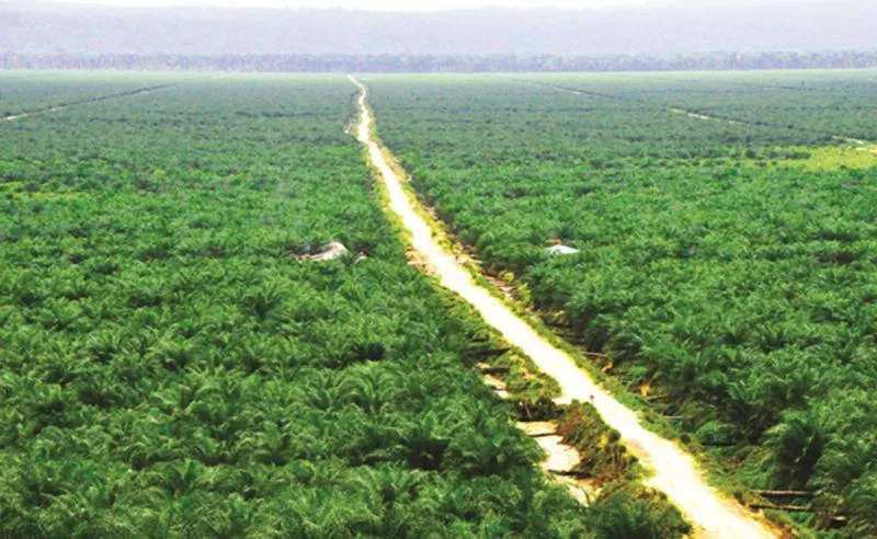 Lahan perkebunan sawit milik PTPN XIII (Foto:PTPN XIII)
