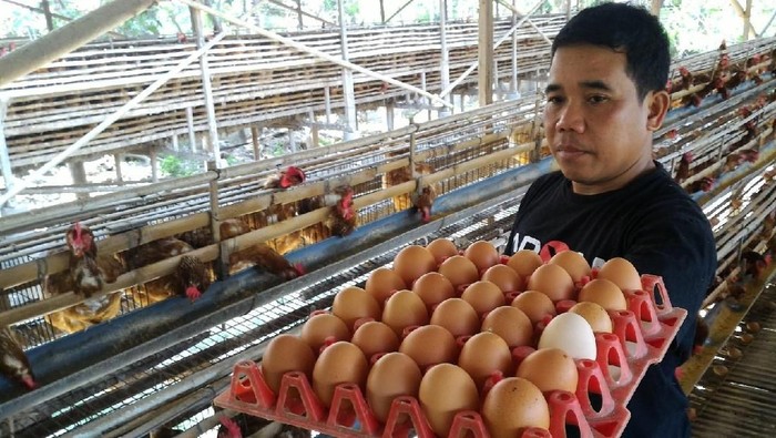 Produsen Telur alami kerugian akibat stok menumpuk (Detik)