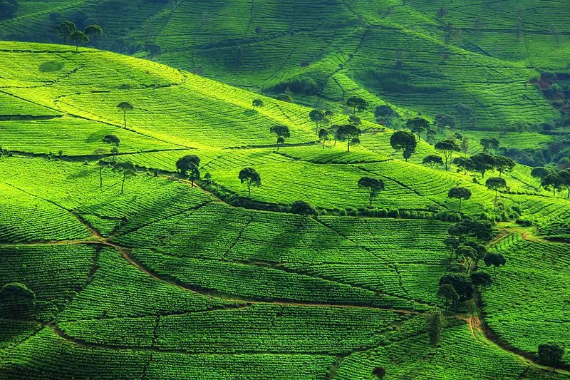 Kebun teh Cukul merupakan salah satu perkebunan teh di daerah pangalengan jawa barat indonesia, yang memiliki pemandangan indah ketika sunrise (Foto: Kerildoank).