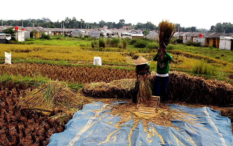 Petani sedang merontokkan gabah saat panen padi di Serang, Kabupaten Bekasi, Jawa Barat, Kamis (1/7).  Kementerian Pertanian mencegah alih fungsi lahan pertanian dengan naskah Peraturan Daerah (Perda) Rencana Tata Ruang Wilayah (RTRW) yang mengatur lahan Pertanian Pangan Berkelanjutan (LP2B) di Indonesia. Robinsar Nainggolan