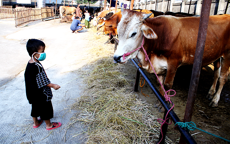 Pedagang hewan kurban di Pulo Grbang, Jakarta Timur saat ini mengeluh karena omzetnya menurun saat pandemi. Menurut Sanuri yang menjual sapi dengan harga Rp 20 juta rupiah hingga Rp 80 juta rupiah saat ini penjualanya menurun drastis hingga 50 persen. Robinsar Nainggolan
