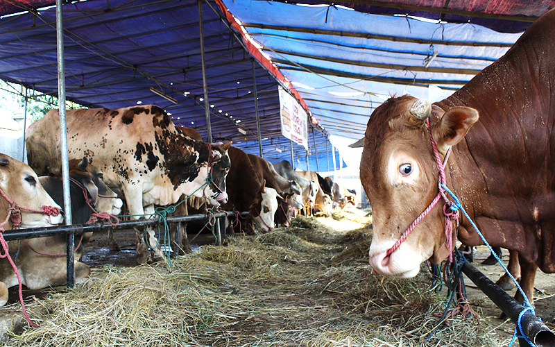 Pedagang hewan kurban di Pulo Gebang, Jakarta Timur saat ini mengeluh karena omzetnya menurun saat pandemi. Menurut Sanuri yang menjual sapi dengan harga Rp 20 juta rupiah hingga Rp 80 juta rupiah saat ini penjualanya menurun drastis hingga 50 persen. Robinsar Nainggolan