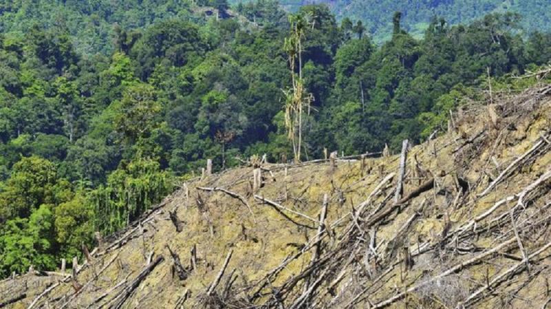 Ahli IPB Sebut Luas Tutupan Hutan Di Pulau Jawa Tinggal Persen