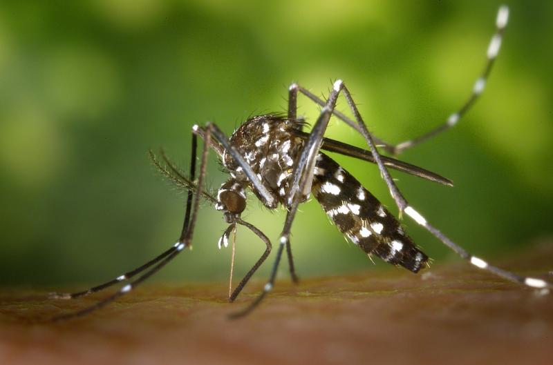 Ilustrasi, nyamuk pembawa virus West Nile (Foto: Pixabay)